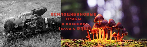 прущие грибы Алексеевка